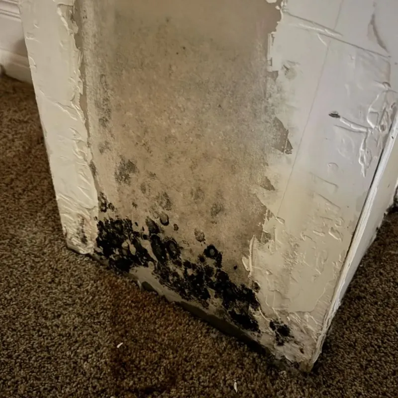 Professional Mold Removal in Monon, IN